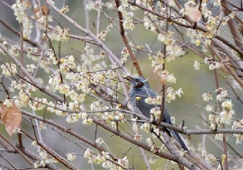 熊本市動植物園 ロウバイ満開 ヒヨドリひらり Masami71の日記