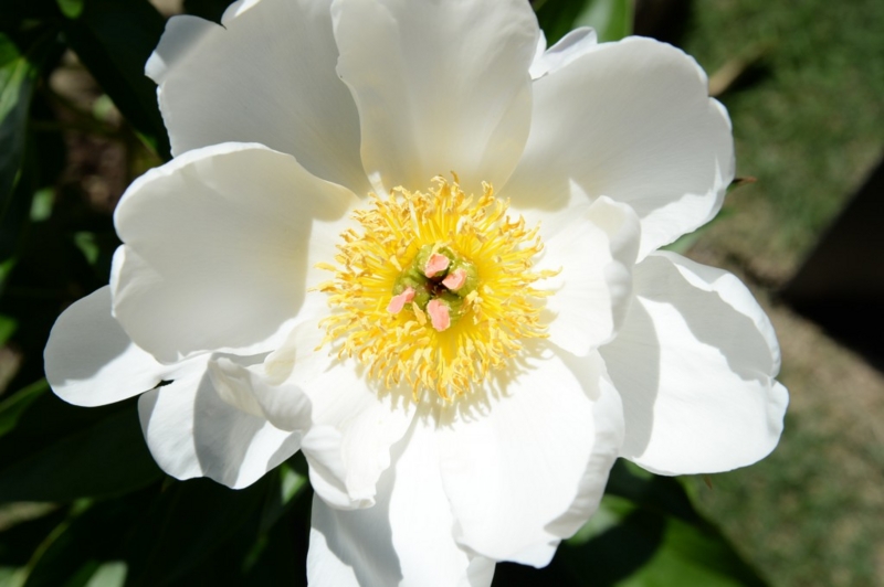 新江戸川公園 肥後芍薬が見ごろとなりました Masami71の日記