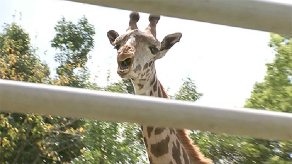 熊本市動植物園のキリン 冬真 １１月に宮崎へ Masami71の日記