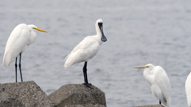 f:id:masami71:20171217212443j:image