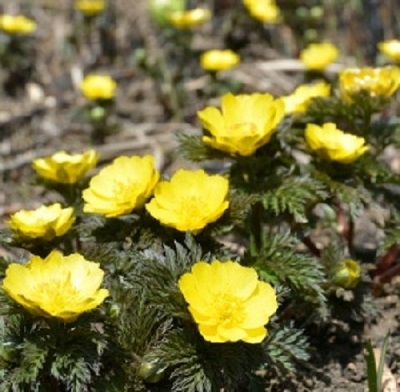 f:id:masami71:20180331221607j:image