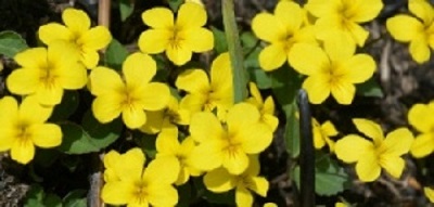 f:id:masami71:20180331221654j:image