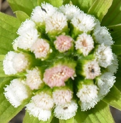 f:id:masami71:20180331221852j:image