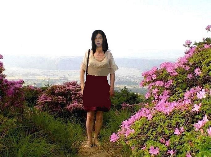 ミヤマキリシマ 初夏の陽光に映える 阿蘇 烏帽子岳 熊本県 Masami71の日記