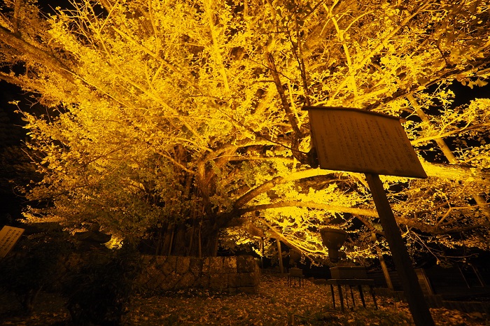 f:id:masami71:20181030204028j:plain