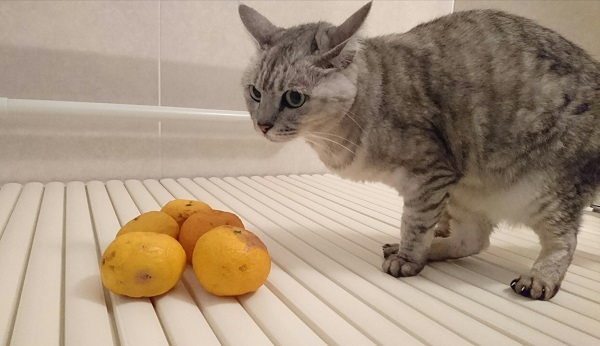 f:id:masami71:20181222184941j:plain f:id:masami71:20181222184941j:plain