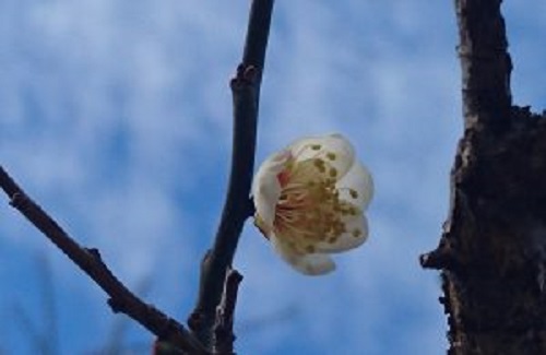 f:id:masami71:20190115123046j:image