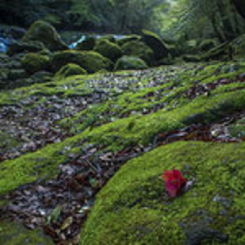 f:id:masami71:20190131130758j:plain