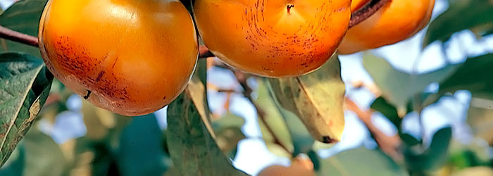 f:id:masami71:20191025124833j:plain f:id:masami71:20191025124833j:plain