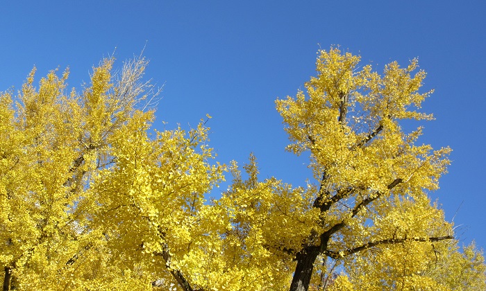 f:id:masami71:20191123120004j:plain