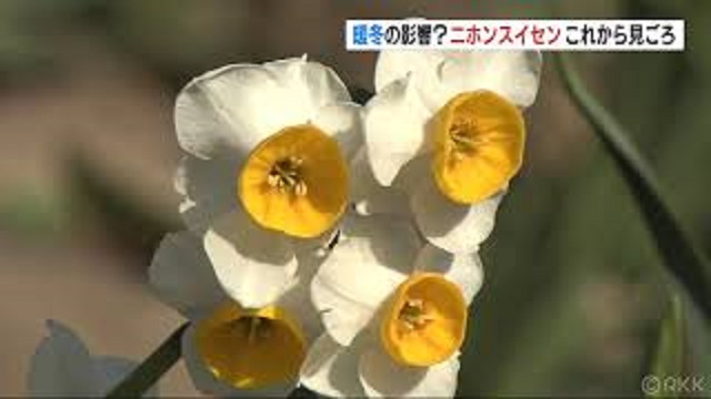 ニホンスイセン見ごろはこれから Masami71の日記