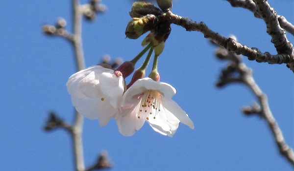 f:id:masami71:20200323100448j:plain