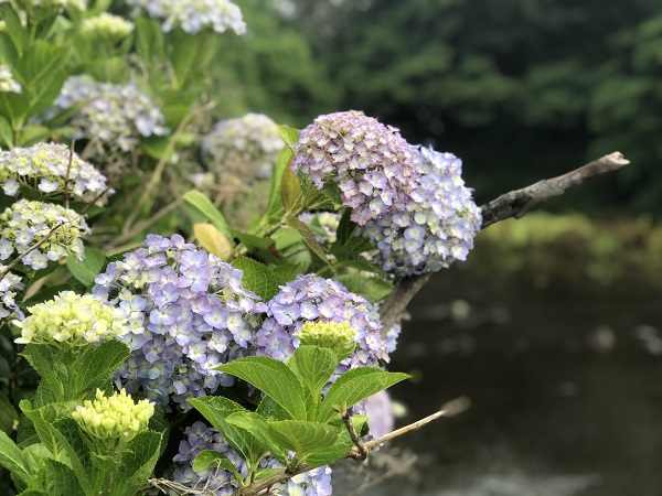 f:id:masami71:20200528141153j:plain
