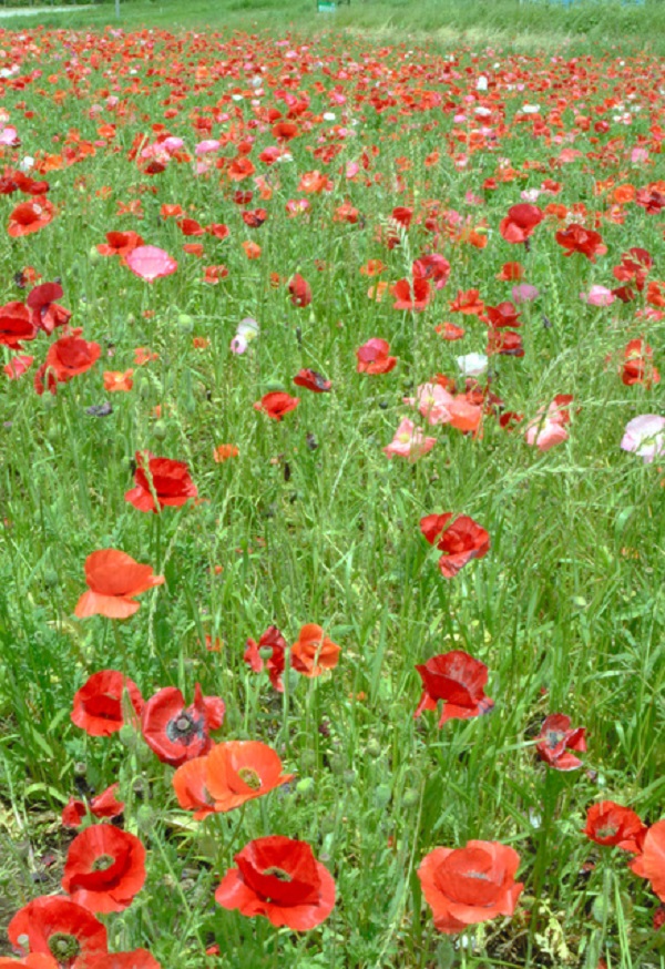 f:id:masami71:20200529135942j:plain f:id:masami71:20200529135942j:plain