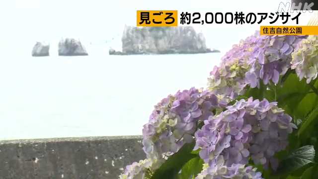 f:id:masami71:20200608133749j:plain f:id:masami71:20200608133749j:plain