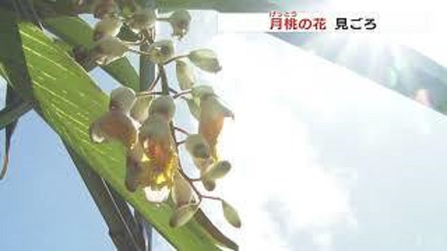 f:id:masami71:20200703154936j:plain f:id:masami71:20200703154936j:plain