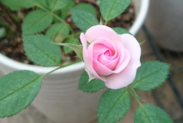 f:id:masami71:20201020075239j:plain f:id:masami71:20201020075239j:plain