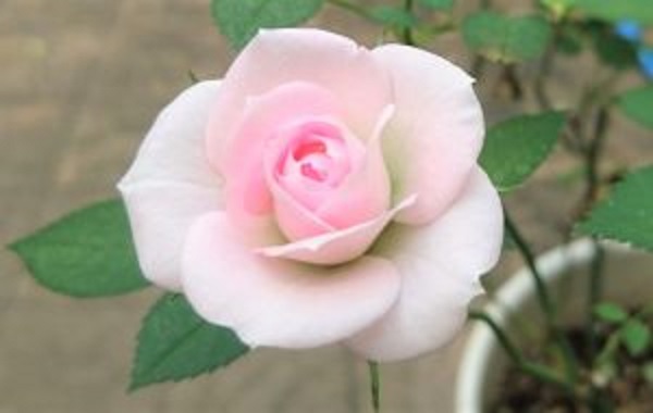 f:id:masami71:20201024172054j:plain f:id:masami71:20201024172054j:plain