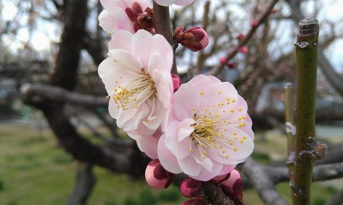 f:id:masami71:20201028131333j:plain