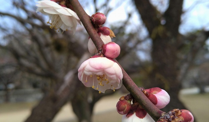 f:id:masami71:20201028131334j:plain