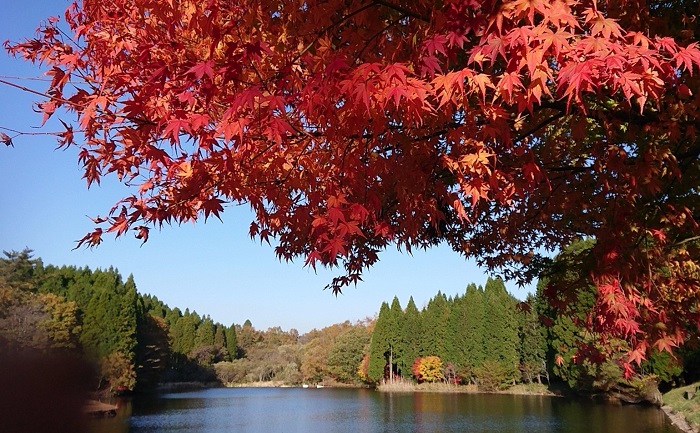 f:id:masami71:20201108153011j:plain f:id:masami71:20201108153011j:plain