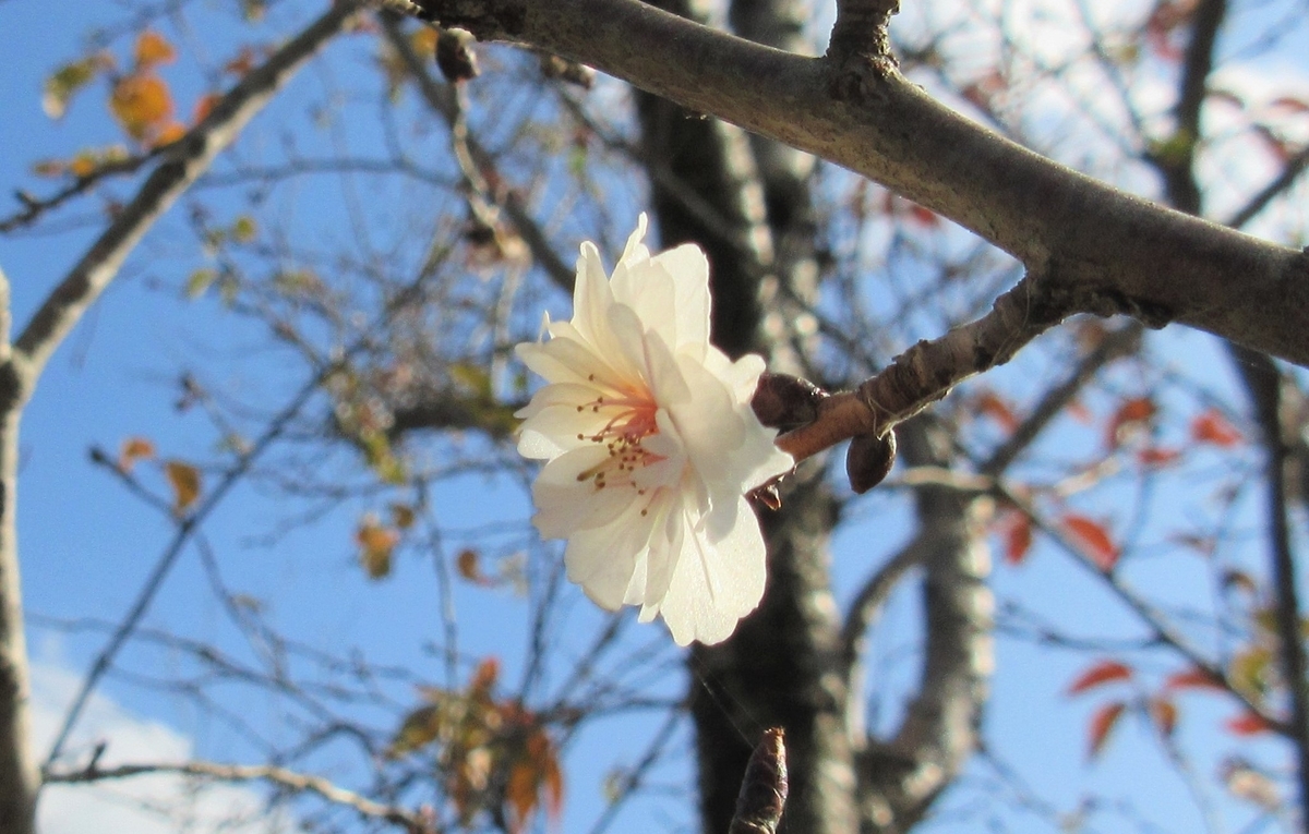 f:id:masami71:20201219112604j:plain
