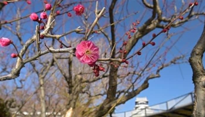 熊本城の梅の花ほころぶ Masami71の日記