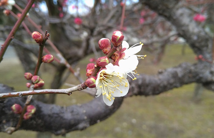 f:id:masami71:20210209140130j:plain