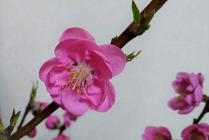 f:id:masami71:20210304134430j:plain
