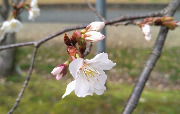 f:id:masami71:20210306152139j:plain