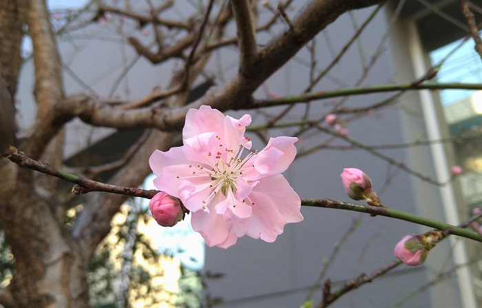 f:id:masami71:20210309130455j:plain