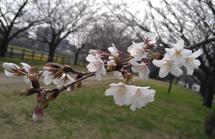 f:id:masami71:20210313153550j:plain
