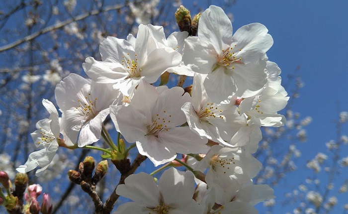f:id:masami71:20210319133840j:plain