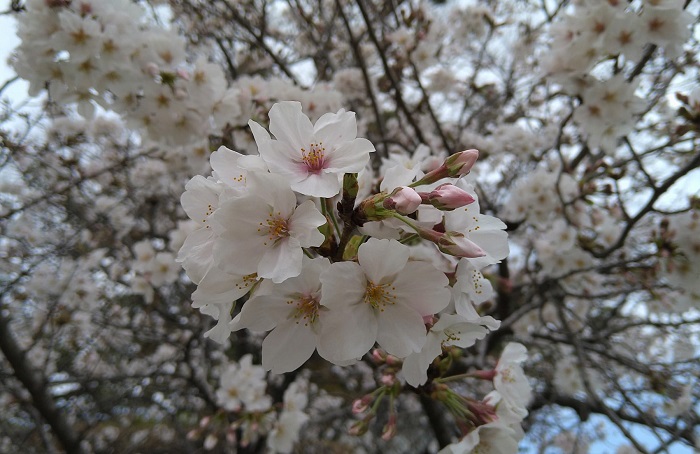 f:id:masami71:20210320181536j:plain