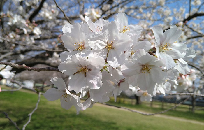 f:id:masami71:20210320181658j:plain
