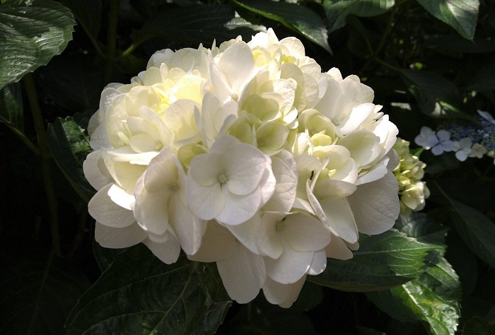f:id:masami71:20210611143213j:plain