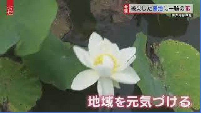 復興へ一輪の花咲く 復興のシンボルになれば 熊本 Masami71の日記