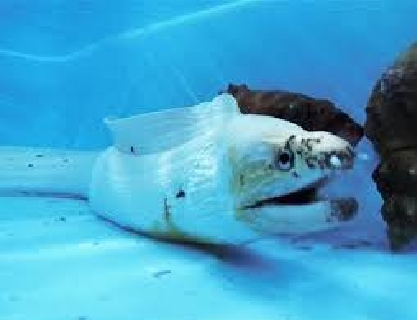 f:id:masami71:20211111190816j:plain