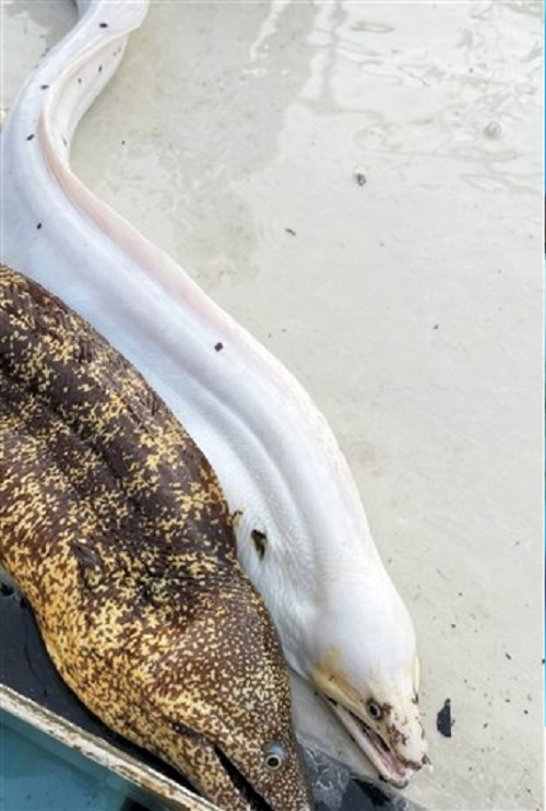 f:id:masami71:20211111190817j:plain