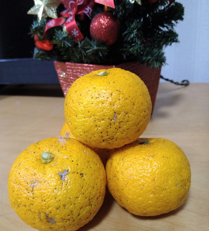 f:id:masami71:20211223212616j:plain