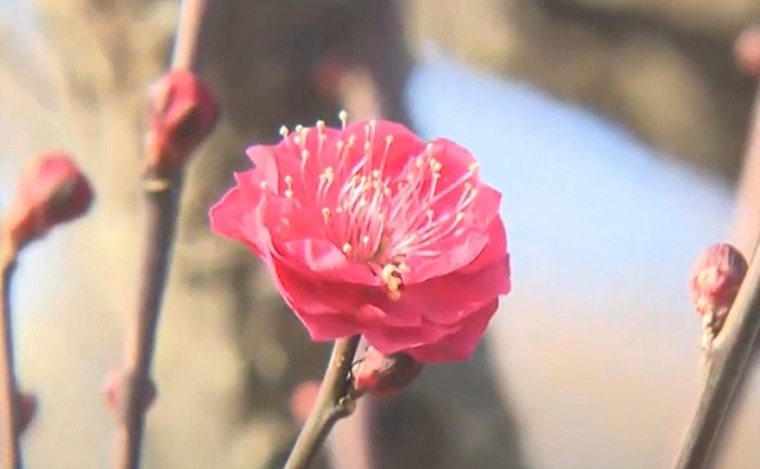 f:id:masami71:20220126210954j:plain