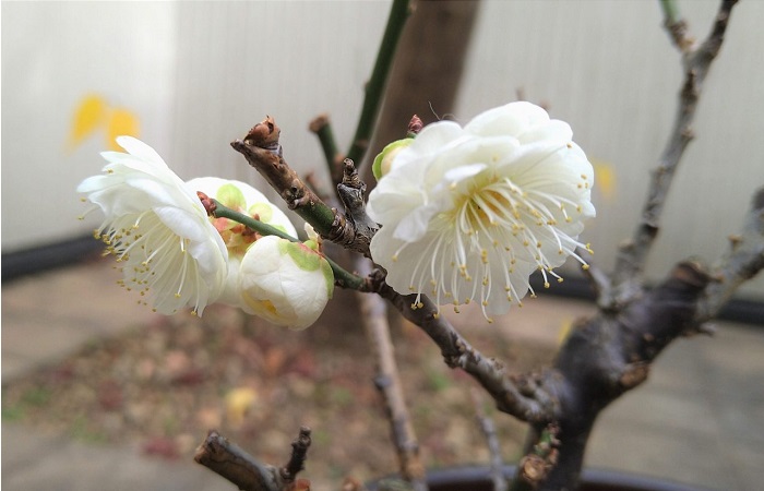 f:id:masami71:20220201211236j:plain