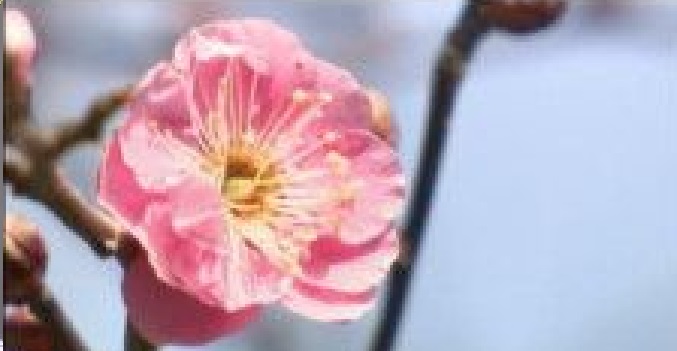 f:id:masami71:20220210213025j:plain