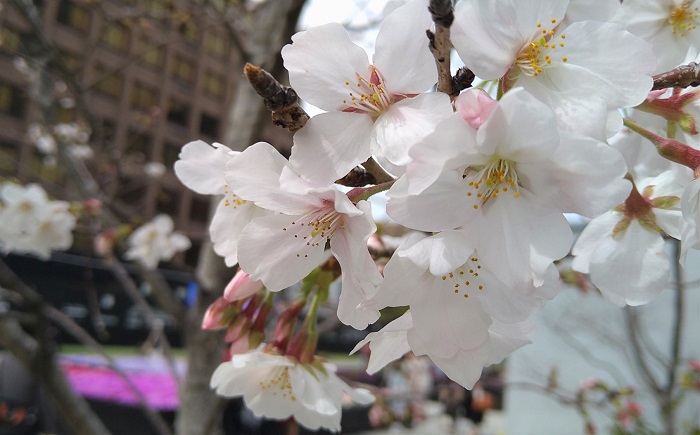 f:id:masami71:20220326215846j:plain