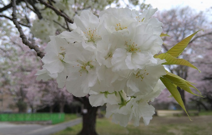 f:id:masami71:20220331214912j:plain