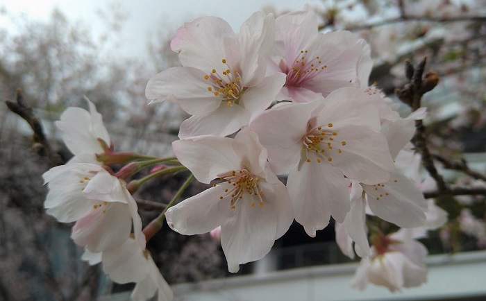 f:id:masami71:20220401215901j:plain