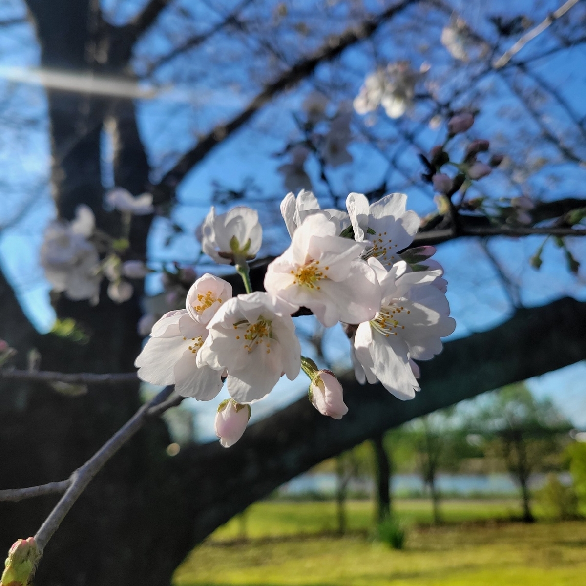 熊本市動植物園のサクラ - masami71の日記