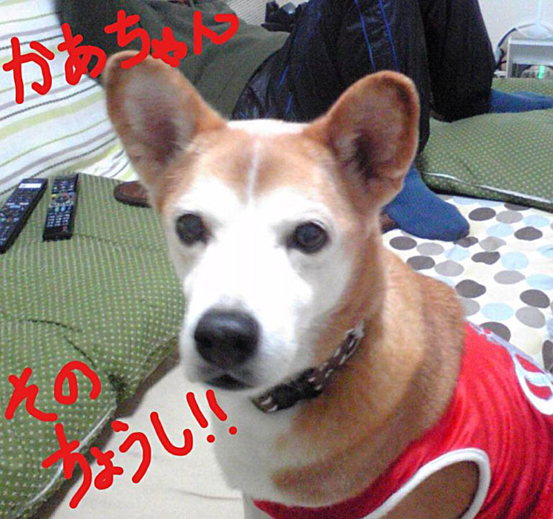 f:id:masami_takasu:20131214221000j:plain