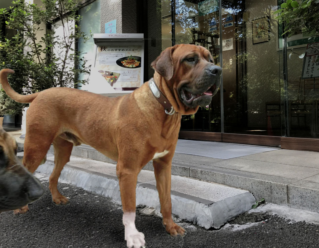 土佐犬のリンちゃん