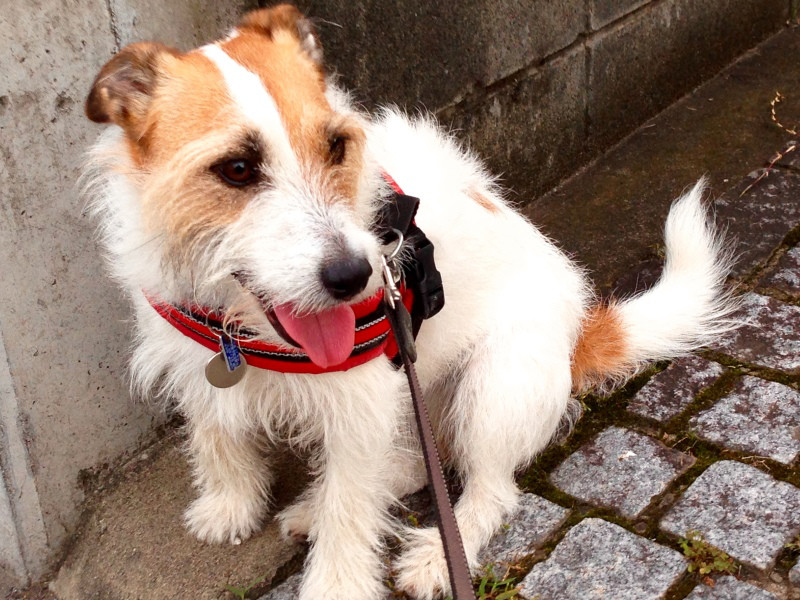 f:id:masami_takasu:20171101103908j:plain